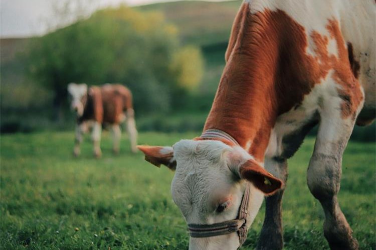 Slika /slike/Priopcenja/Foto_NOVO PRIOPĆENJA/Krave/dascerrger (5).jpg